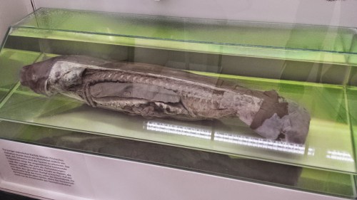 Adult Caribbean manatee, showing thoracic dissection.