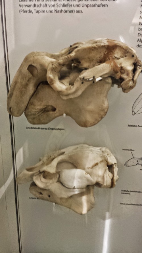 Skulls of dugong (above) and manatee (below).