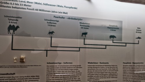 Phylogeny of select mammals, including the hippo-whale clade.