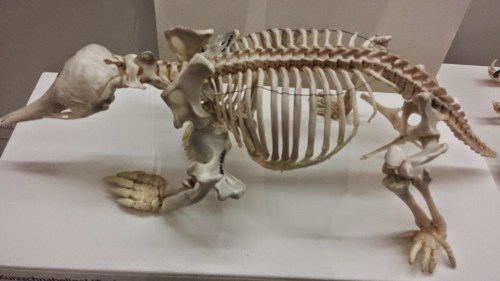Echidna skeleton. I can't get enough of these!