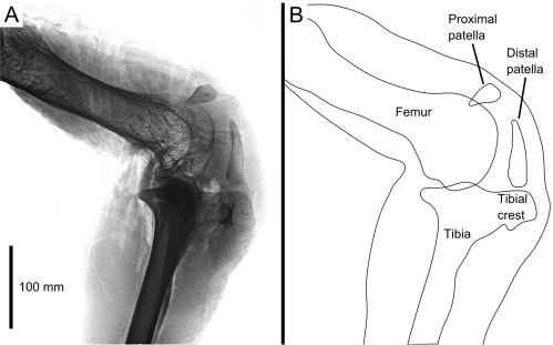 (A) X-ray of an ostrich knee in side view, and (B) labelled schematic of the same.