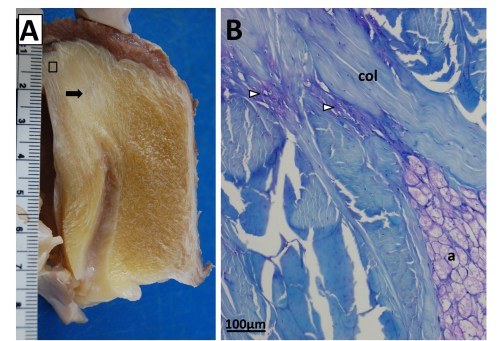 Sectioning of a Southern Cassowary's knee extensor tendon, showing: A Similar section  as in the emu image above. revealing similar regions and fibrous tissue (arrow), with no patella, just fat; and B, with collagen fibre bundles (col), fat cells (a), and cartilage-like tissue (open arrows) labelled.