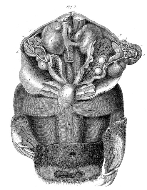 Dissection of a female platypus, showing the egg-laying apparatus. From: On the Ova of the Ornithorhynchus paradoxus Richard Owen Philosophical Transactions of the Royal Society of London Vol. 124 (1834), pp. 555-566. http://www.jstor.org/stable/108077 FREE!