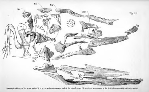 Skull of a crocodile, exploded to show homologies of the bones; and a forelimb for added context. From: Richard Owen, Report on the archetype and homologies of the vertebrate skeleton. BAAS. https://archive.org/details/reportonarchetyp00owen FREE!