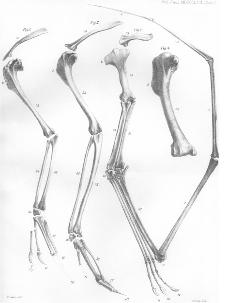 Forelimbs of Archaeopteryx compared with falcon, Pterodactylus, and humerus of a raven (left to right). From: Owen, R. (1863). On the Archéoptéryx of von Meyer, with a description of the fossil remains of a long-tailed species, from the lithographic stone of Solenhofen. Philosophical Transactions of the Royal Society of London, 33-47. http://www.jstor.org/stable/108788 FREE!