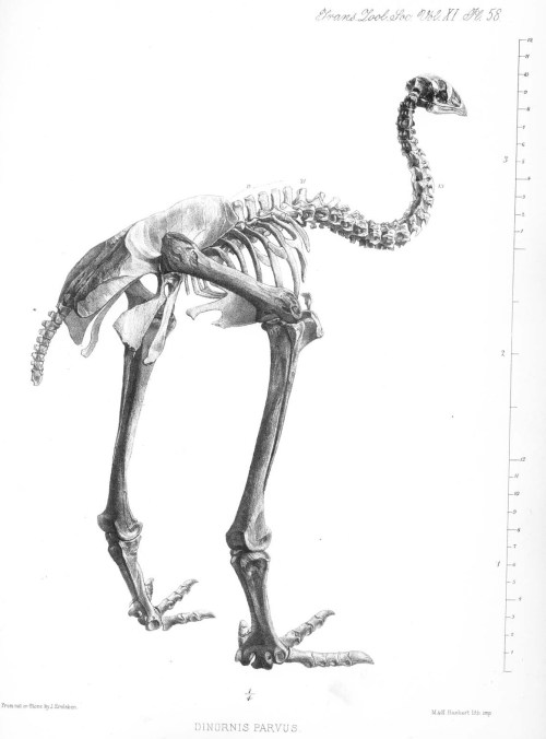 Find the "patella"! From Professor Owen C.B., F.R.S., F.Z.S., &c. (1883), On Dinornis (Part XXIV.): containing a Description of the Head and Feet, with their dried Integuments, of an Individual of the species Dinornis didinus, Owen. The Transactions of the Zoological Society of London, 11: 257–261. http://onlinelibrary.wiley.com/doi/10.1111/j.1096-3642.1883.tb00360.x/abstract FREE! 