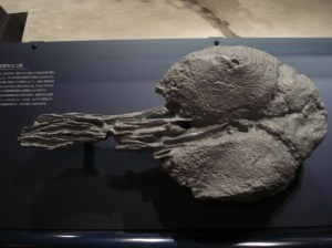 No blog post on tails is complete without a photo of the business end of Euoplocephalus's (Ankylosauria) caudals.