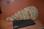 Big glyptodont tail club!