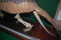 Giant armadillo, showing glyptodont-lite version of the tail.