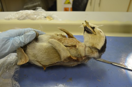 One of our penguin chicks, in a better state of preservation than the adults. Photo by James Proffitt.