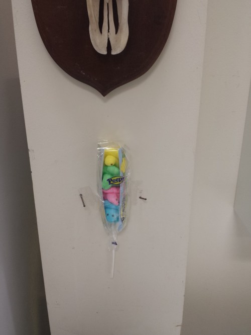 Below a typical wall-hanging of a bovid skull, an atypical display of a clutch of marshmallow peeps. Contest to see whether the mammalian or pseudo-avian specimens last longest?