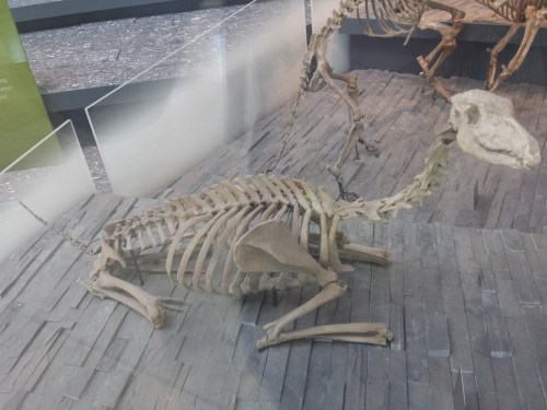 Early camel is sitting down on the job at the NHMLA.