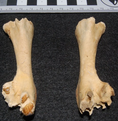 Hatchling ostrich thigh bones (femora), showing the un-ossified ends that in life would be occupied by thick cartilage.