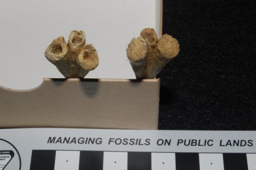 Looking down at the top/ankle end of the tarsometatarsal (sole) bones in a hatchling ostrich: the three bones are separate and hollow, where "cartilage cones" would have filled them in.