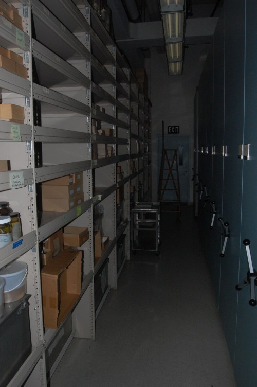 My initial look down the halls of the osteology storage. Rolling cabinets (on the right) are a typical sight.