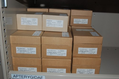 Boxes of kiwis, oh frabjous day! A nice sample size like this for a "rare" (to Northern hemispherites) bird is a pleasure to see.