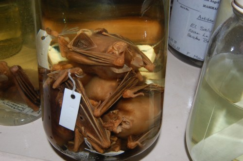 A jar of bats? Why not? Batman approves.