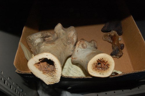 Sectioned moa thigh bones, showing thick walls and spars of trabecular bone criss-crossing the marrow cavities.