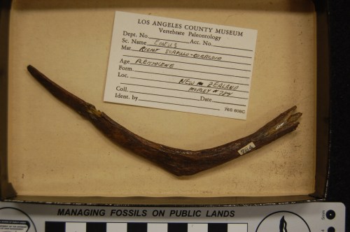 My gut reaction was that this is a moa wishbone (furcula)- not often seen! It is definitely not a shoulder girdle (scapulocoracoid), which would be larger and more robust, and have a proper shoulder joint. It could, though, be a small odd rib, I suppose.