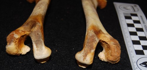 Also very-unfused knee joints of a Darwin's rhea. Cool Y-shape!