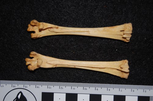 Ossified tendons (little spurs of long, thin bone) on the soles of the feet (tarsometatarsal bones) of a brush-turkey (Alectura lathami)- seldom described in this unusual galliform bird or its close relatives, and thus nice to see. These would be parts of the toe-flexor tendons.