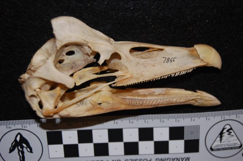 May the skull of the magpie goose (Anseranas semipalmata) haunt your nightmares.