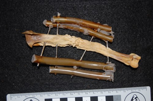 Double-owie: headed shank (tibiotarsus) bone of a magpie goose (Anseranas semipalmata). No mystery why this guy died: vet staff at the zoo tried to fix a major bone fracture, and it had time to heal (frothy bone formation) but presumably succumbed to these injuries/infection.