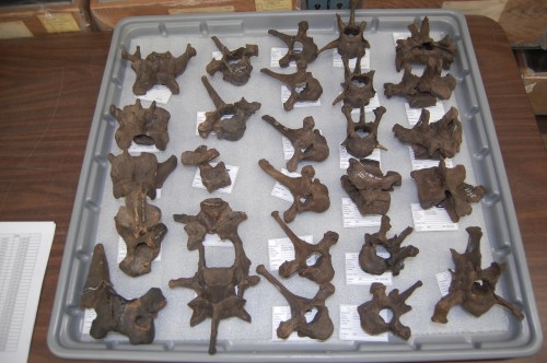 I set the cat amongst the pigeons by also visiting the Page Museum at the La Brea Tar Pits in LA, to study fossil cats-- like this American lion (Panthera atrox) code-named "Fluffy", that we CT scanned during my LA visit-- more about that later!