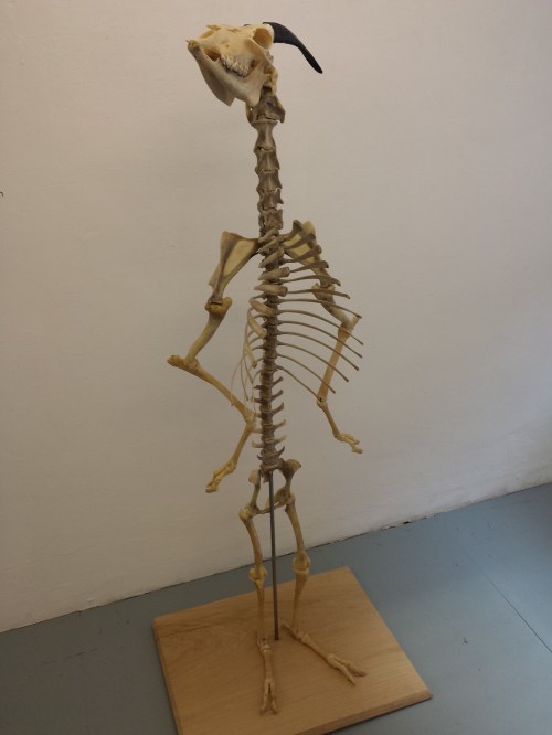 Do goats wish they were human?