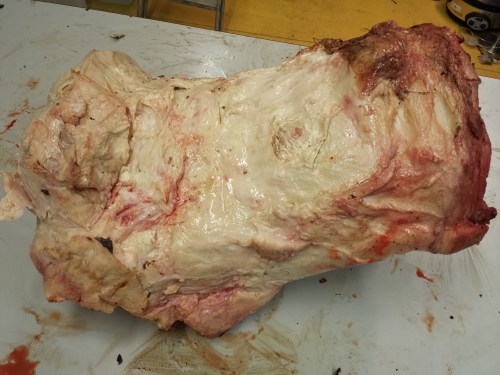 Skinned foot, oblique front/inside view.