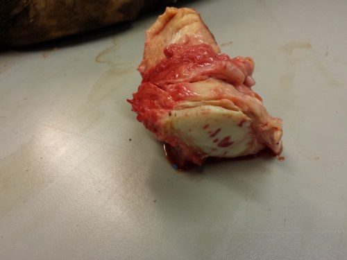 Removed the prepollex from the foot. The white oval structure is the top of the prepollex; white is cartilage, whereas the red "islands" are blood vessels that have invaded the cartilage and are starting to turn it into patches of bone. So this prepollex is at a very early stage of bone formation, still almost entirely cartilaginous, whereas some older elephants have the prepollex largely formed of bone.