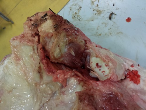 Looking down onto the medial (inner/"thumb") border of the foot, where I've exposed the prepollex, or false "sixth finger" by removing the first metacarpal (knuckle) bone. 