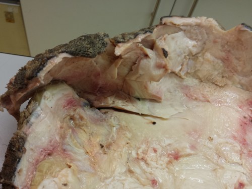 Looking down into the third (middle) toe, same view as above. Some redness and greyness where this toe had some of its own pathological issues.