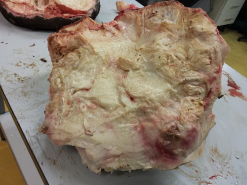 Looking up from the slipper at the fat pad and toes of the foot, where they interface with the sole/slipper. The fat pad is toward the bottom and left side; the five toes are on the upper/right side (knobby subcircular regions on the perimeter of the foot).