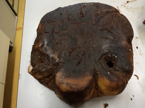 Sole ("slipper"), with a hole on the fourth toe showing where the abscess is that let infection in/pus drain out.