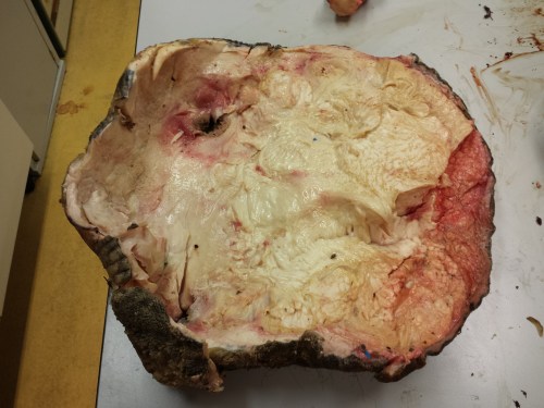 Top-down view of the sole of the foot, once the slipper is removed.