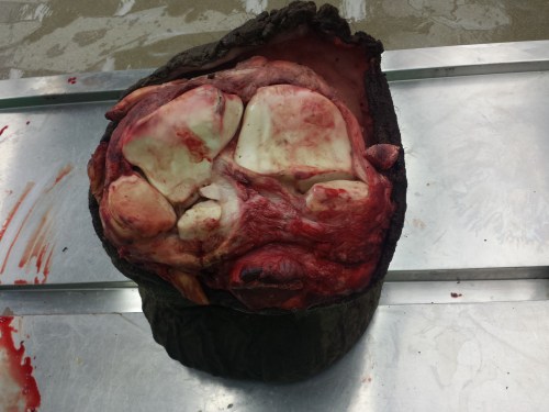 Gorgeous white cartilage surfaces of the wrist joints. Nice and healthy-looking. A young animal, in this case.