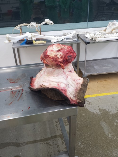 Removing the skin; nice soft whitish connective tissue underneath.