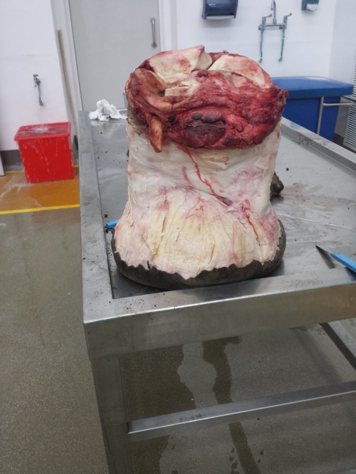 Skinned foot; rear view. The yellowish fat pad is wonderfully visible through the connective tissue sheath.