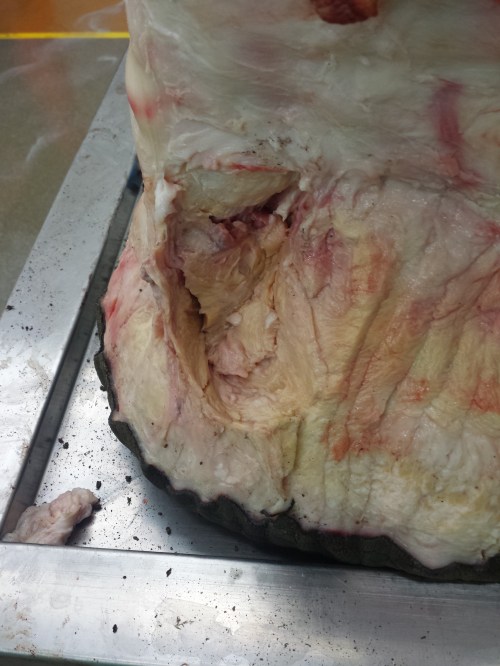 Gap left by removal of the prepollex, on the median border of the foot; thumb region. Imagine having a little extra thumb growing off the base of your thumb and sticking toward your palm. That's what elephants have.