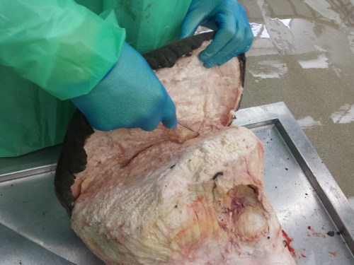 Here, removing the slipper/sole of the foot, from the back side forwards. Hard work!