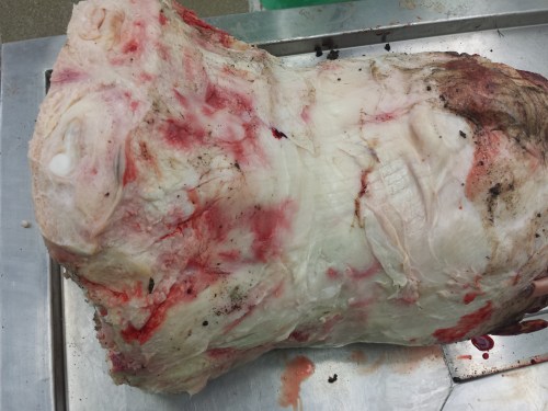 Skinned foot, oblique front/inside view again, as above.