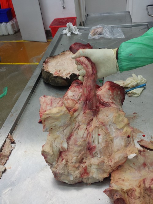 Palmar tendons and muscles; the common digital extensor muscle group. Clenches the toes. Not a small muscle, either!