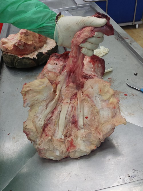 Tendons of the digital flexor muscle exposed.