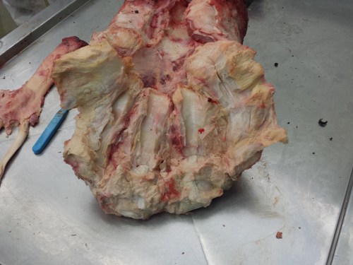 Closeup of the glistening channels for the flexor tendons. They are lined with lubricative tissue to help the tendons glide through them. And the tendons do need to be able to glide- although elephant feet look very solid from the outside, and are to an extent, but we've done studies showing that they do move if you apply even a moderate load to them in a cadaver, and thus would move in life, too.