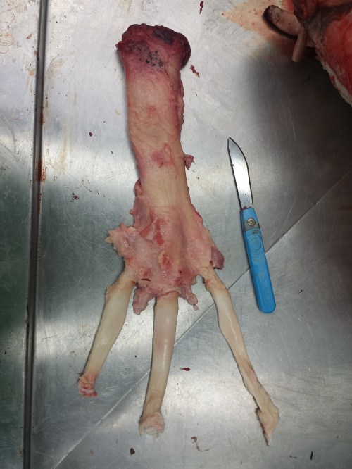 Removed the digital flexor muscle so the three major tendons can be seen (the two short side branches to the first and fifth toes have been cut off).