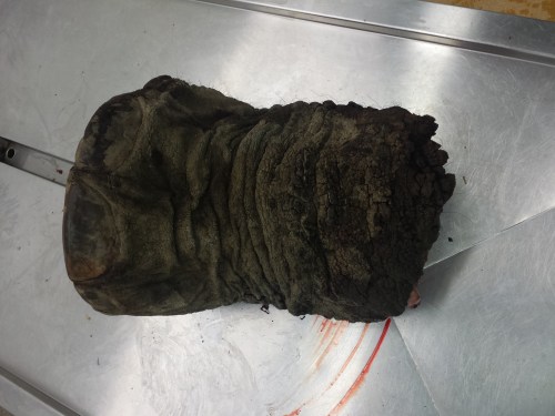 Whole foot. African elephant (Loxodonta africana).