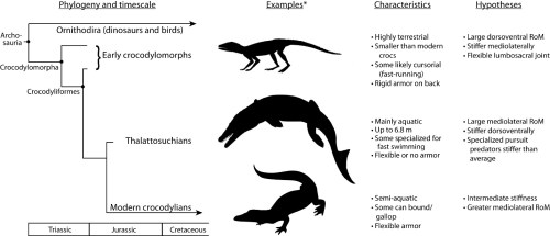 Phylogenetic relationships of the three crocodylomorph groups in the study and our functional hypotheses about their vertebrae. * Image credits: Hesperosuchus by Smokeybjb, Suchodus by Dmitry Bogdanov (vectorized by T. Michael Keesey) http://creativecommons.org/licenses/by-sa/3.0
