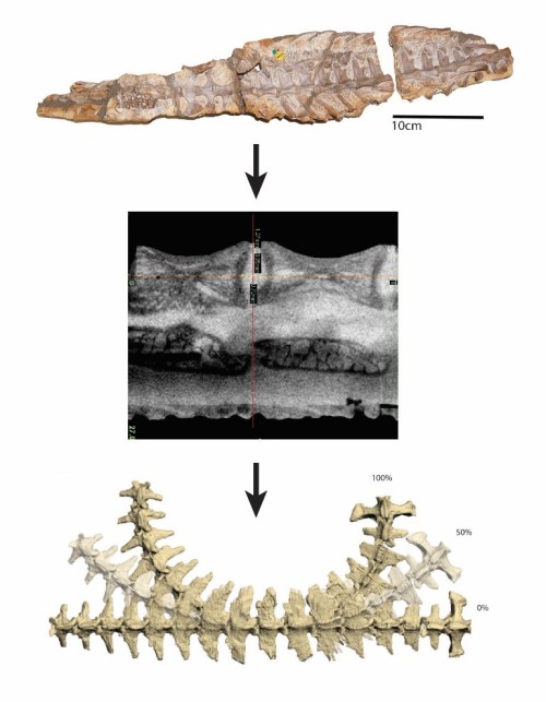 Our methods: get fossil, scan fossil, make virtual fossil and play with it.
