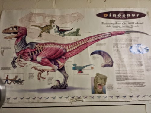 Poster of Velociraptor's anatomy I've had since grad school, adorning my office. For ~1996, it's damn good, mostly... (placeholder photos until I get to the office tomorrow and take better ones!)
